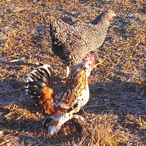Chickens roaming freely about the pasture.