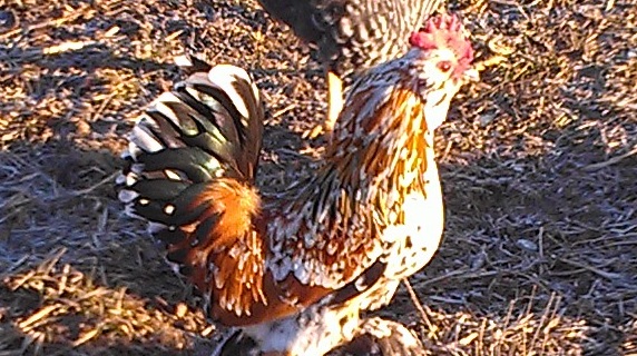 Ben the Rooster